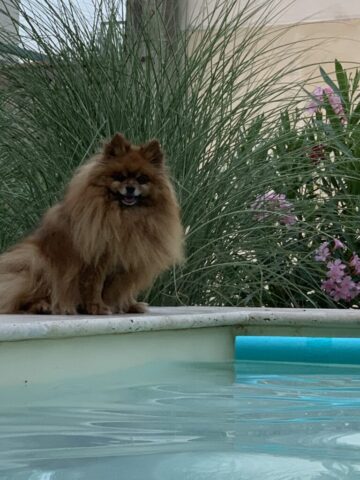 Petit chien spitz brun assis au bord de la piscine du Mas du Camisard, ambiance paisible et végétation méditerranéenne dans le sud de la France