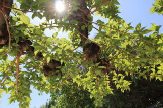 Jeux de lumière à travers les feuilles d’un figuier, ambiance estivale et paisible au Mas du Camisard, Gard, Occitanie