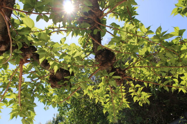 Jeux de lumière à travers les feuilles d’un figuier, ambiance estivale et paisible au Mas du Camisard, Gard, Occitanie