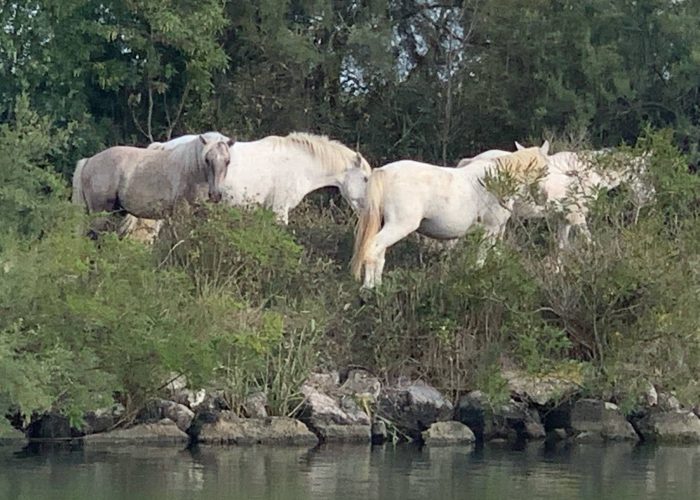 Chevaux blancs en liberté dans u. Paysage naturel en Camargue