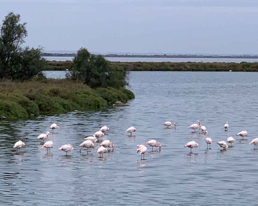 troupeau de flamands roses aux Saintes Maries de la Mer